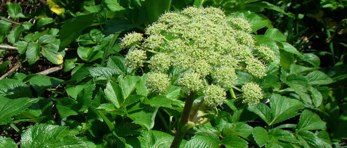 Angelica Root