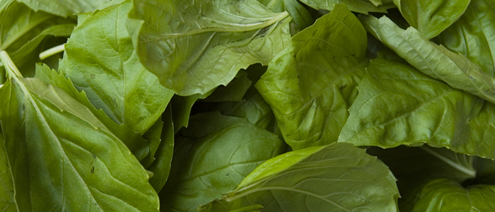 Basil, holy basil leaves
