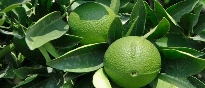 Bergamot Essential Oil. bergamont oil