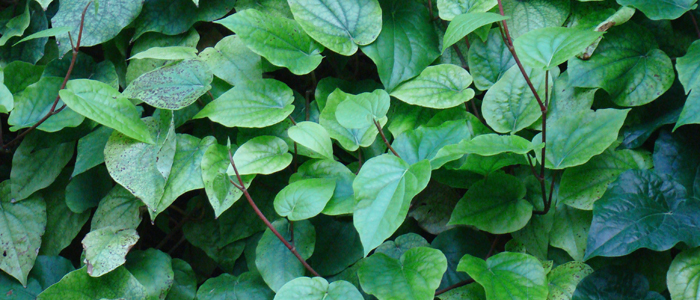 Betel leaf Betel leaf