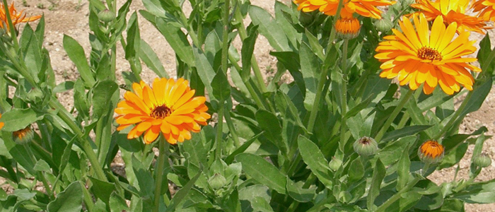 Calendula