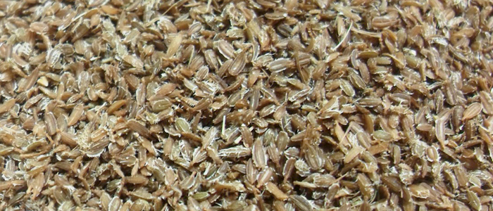 carrot seed Carrot seed