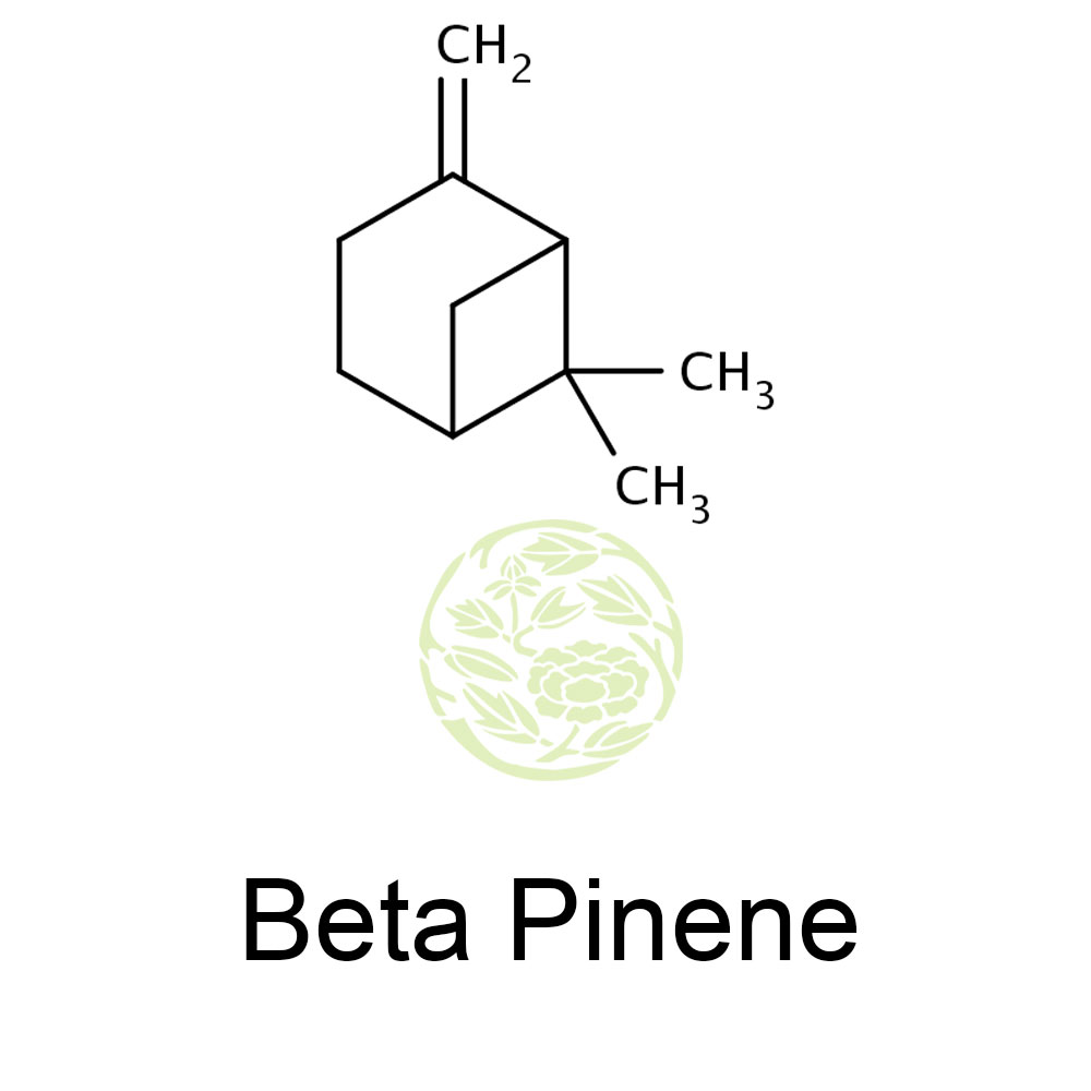 beta pinene beta pinene beta pinene beta pinene