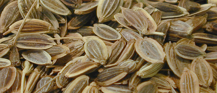 Dill Seeds