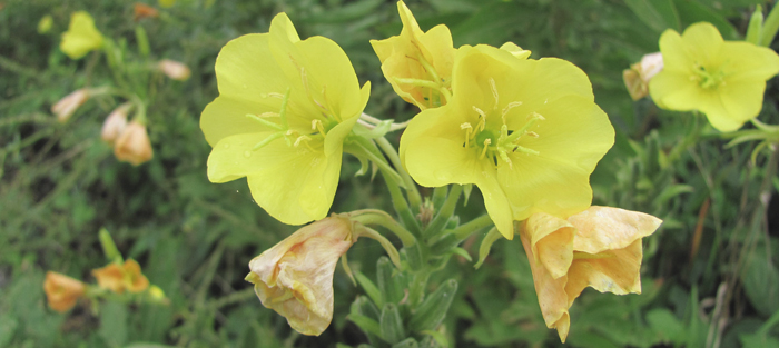 Evening Primrose
