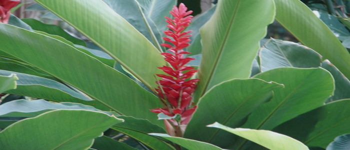 Ginger Lily Oil Hedychium Spicatum