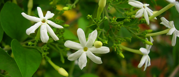 Jasmine grandiflorum