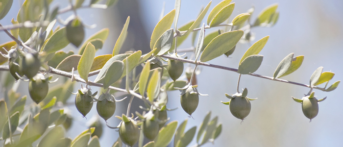 Jojoba Jojoba