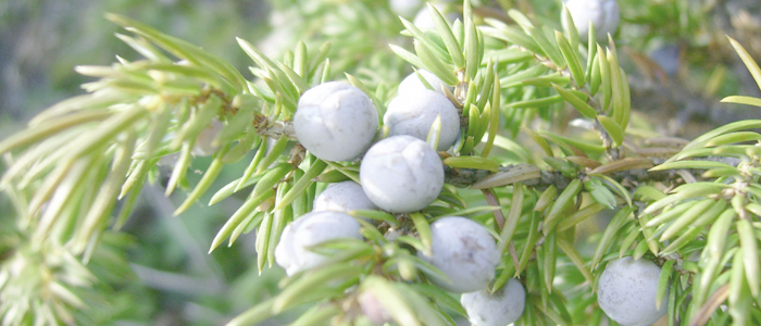 Juniper Berry Oil Juniper Berry Oil
