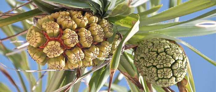 Pandanus Oil Pandanus Oil