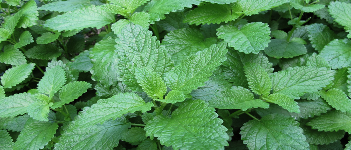 Lemon Balm oil Lemon Balm oil