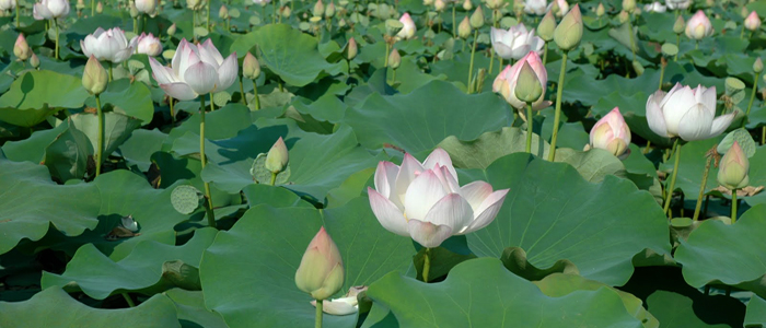 lotus+flower+jpg lotus+flower+jpg