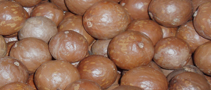Macadamia Macadamia