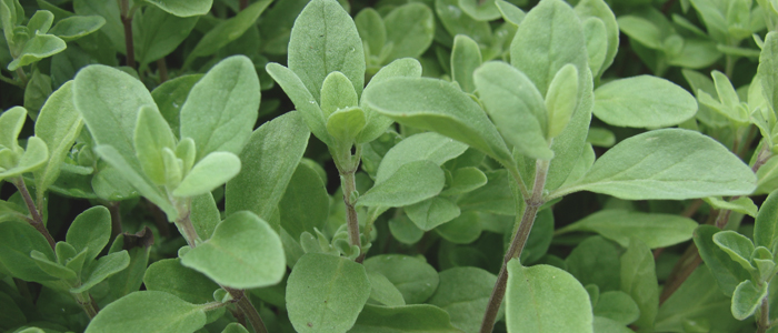 Marjoram oil Marjoram oil