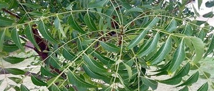 Neem oil Neem oil