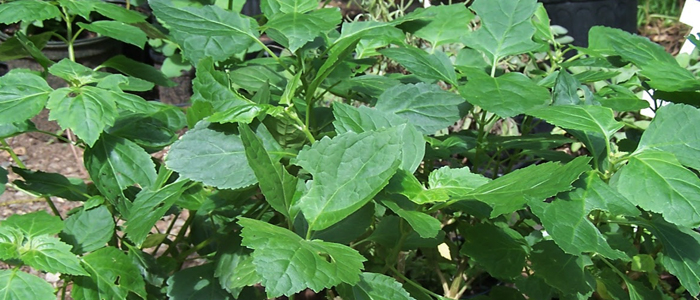 Patchouli Patchouli