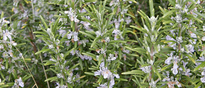 rosemary