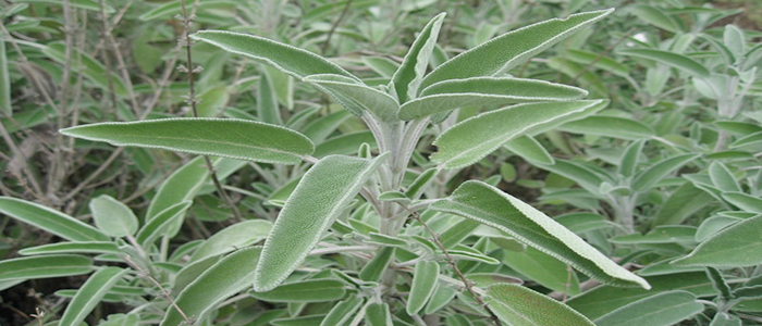 sage
