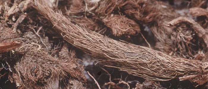 Spikenard oil Spikenard oil