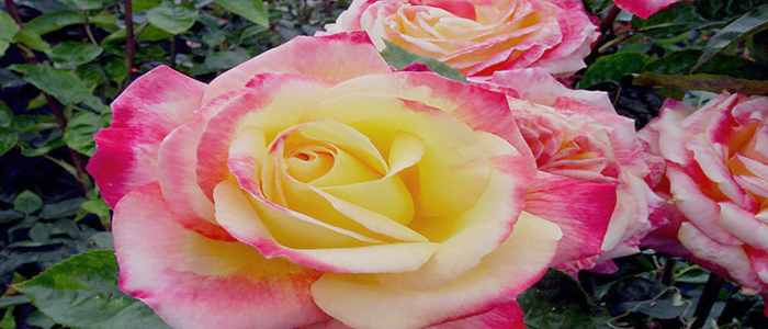 Tea rose