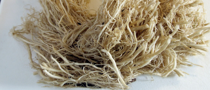 Valerian root oil Valerian root oil