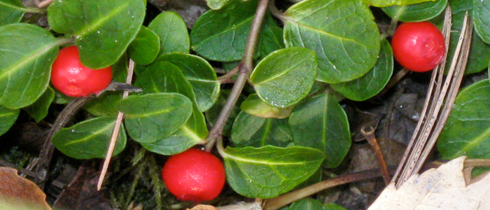 Wintergreen Wintergreen