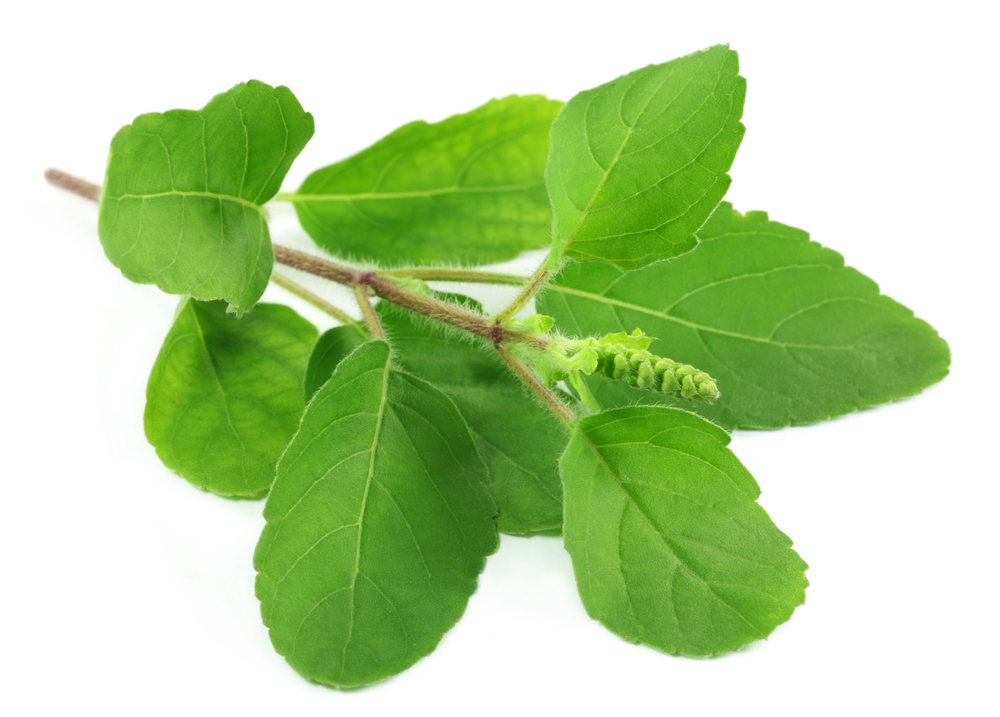 Image result for Tulsi