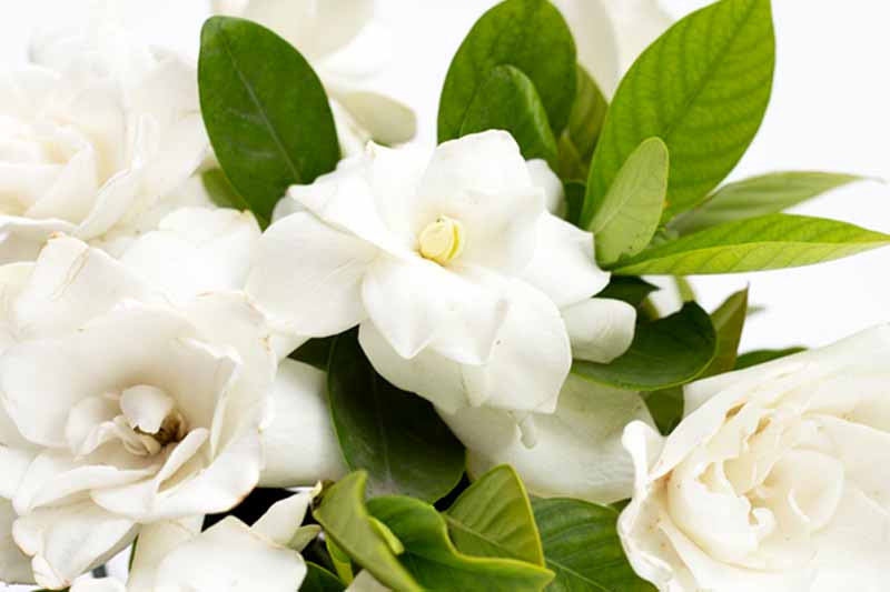 Gardenia Oil | Natural Gardenia Fragrance